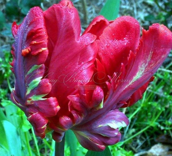 Тюльпан Рококо (Tulipa Rococo) — фото 7