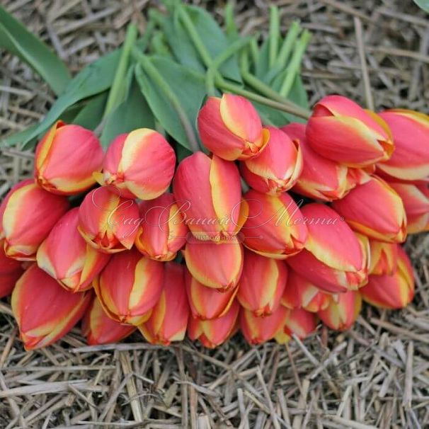 Тюльпан Роял Ад Рем (Tulipa Royal Ad Rem) — фото 2