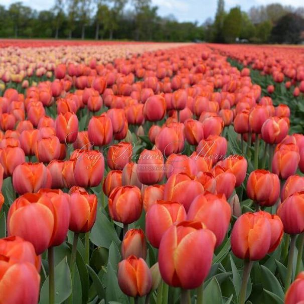 Тюльпан Роял Ад Рем (Tulipa Royal Ad Rem) — фото 3
