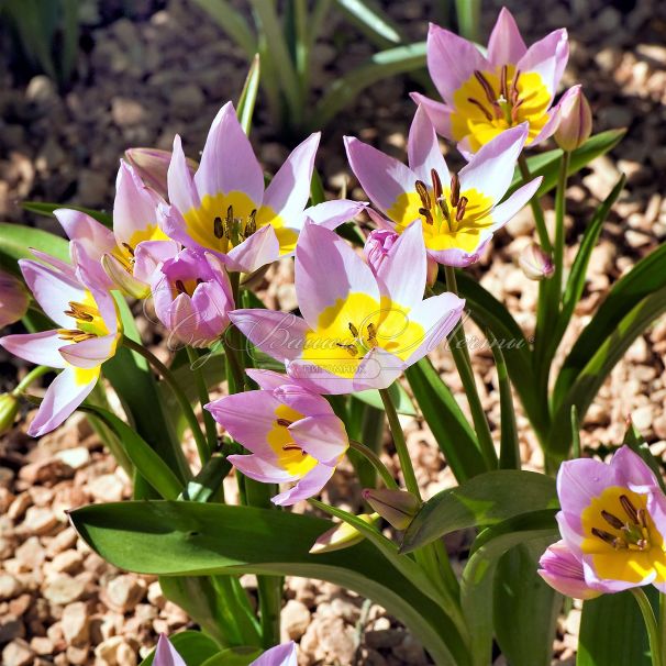 Тюльпан Саксатилис (Tulipa saxatilis) — фото 2