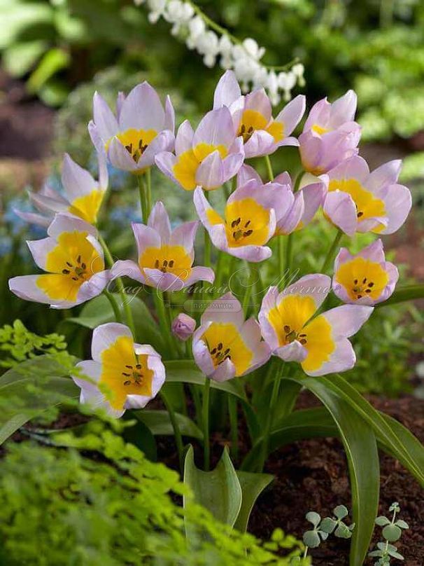 Тюльпан Саксатилис (Tulipa saxatilis) — фото 3
