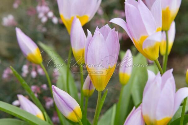 Тюльпан Саксатилис (Tulipa saxatilis) — фото 4