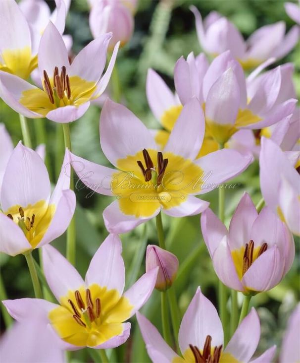 Тюльпан Саксатилис (Tulipa saxatilis) — фото 5