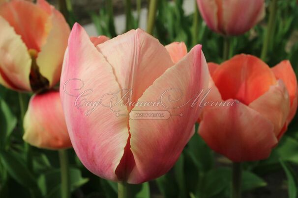 Тюльпан Салмон ван Эйк (Tulipa Salmon van Eijk) — фото 4