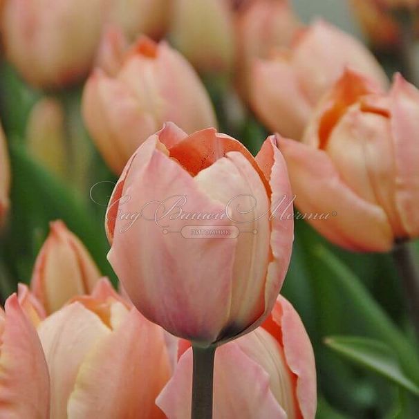 Тюльпан Салмон ван Эйк (Tulipa Salmon van Eijk) — фото 5