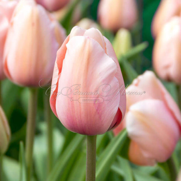 Тюльпан Салмон Импрешен (Tulipa Salmon Impression) — фото 2