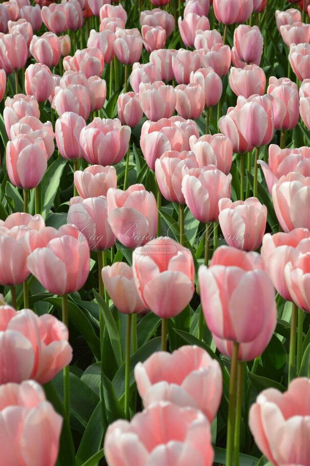 Тюльпан Салмон Импрешен (Tulipa Salmon Impression) — фото 3