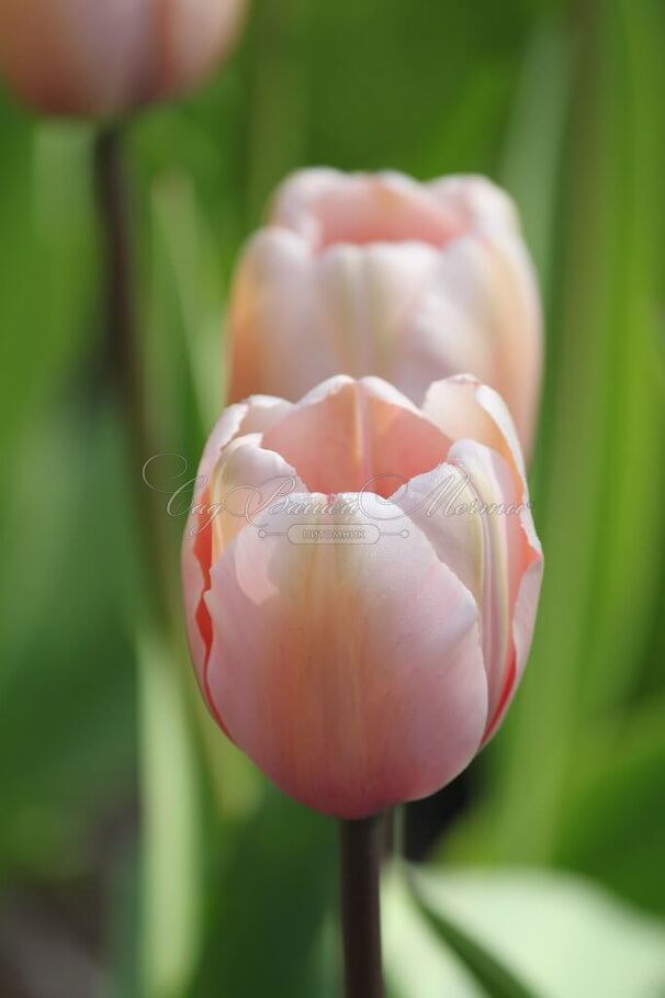 Тюльпан Салмон Импрешен (Tulipa Salmon Impression) — фото 4