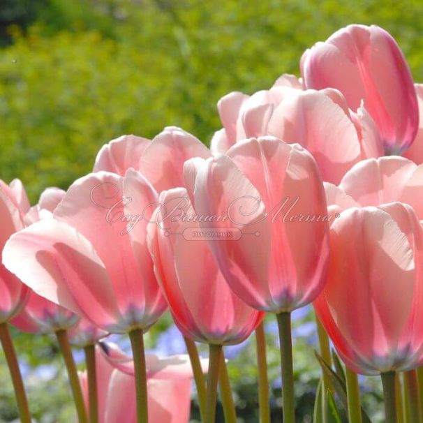 Тюльпан Салмон Импрешен (Tulipa Salmon Impression) — фото 6