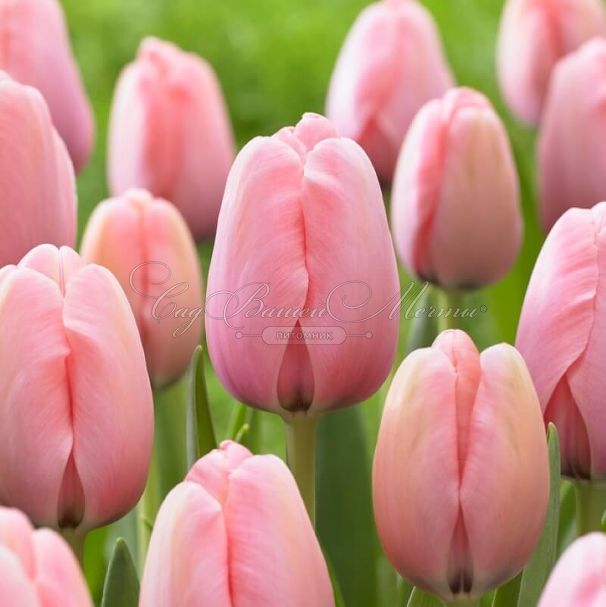 Тюльпан Салмон Импрешен (Tulipa Salmon Impression) — фото 7