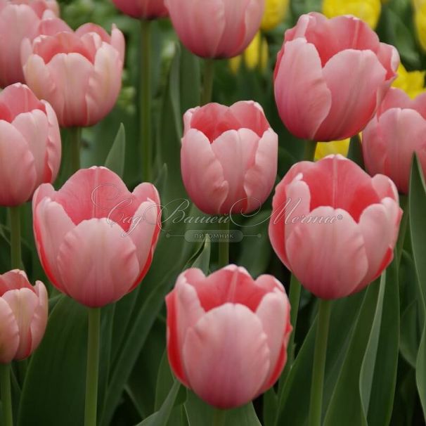 Тюльпан Салмон Импрешен (Tulipa Salmon Impression) — фото 8