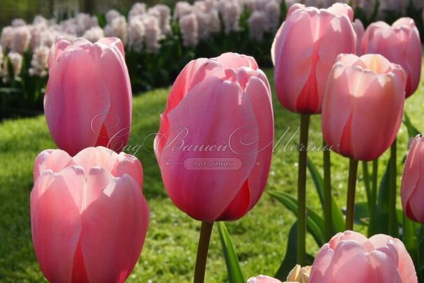 Тюльпан Салмон Импрешен (Tulipa Salmon Impression) — фото 9