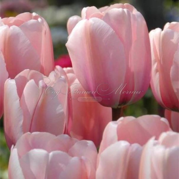 Тюльпан Салмон Импрешен (Tulipa Salmon Impression) — фото 10