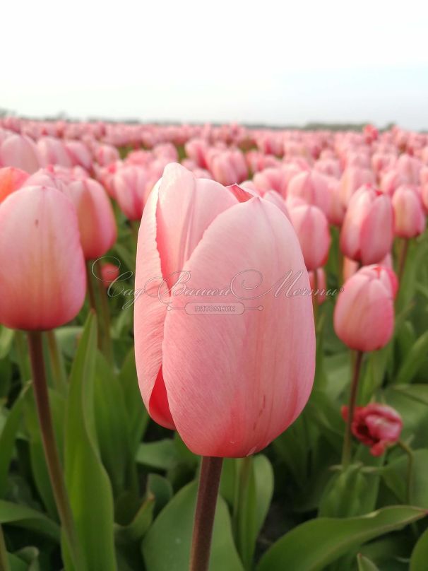 Тюльпан Салмон Импрешен (Tulipa Salmon Impression) — фото 11