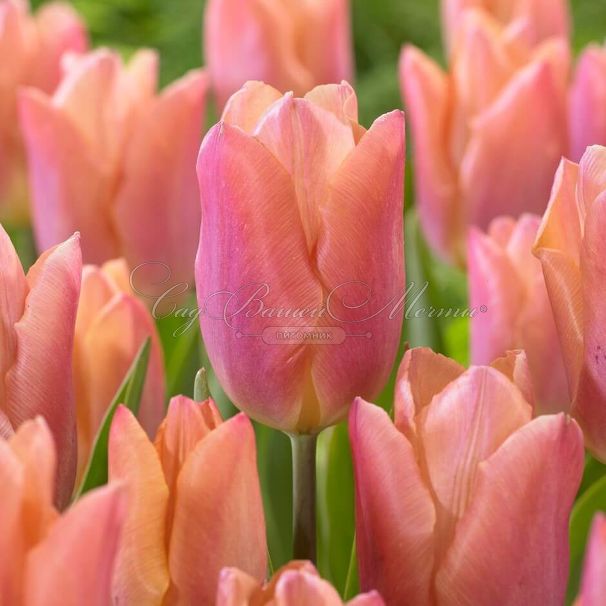 Тюльпан Салмон Принс (Tulipa Salmon Prince) — фото 3