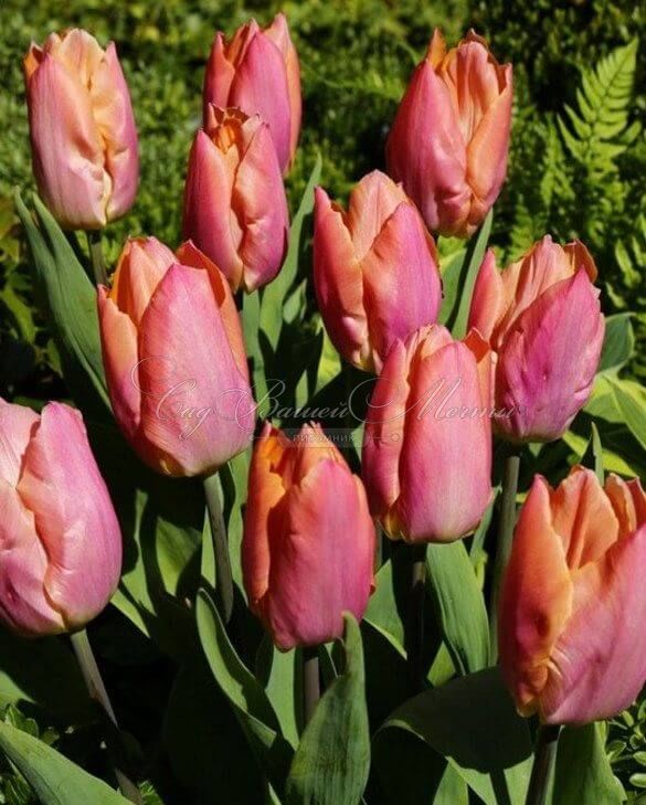 Тюльпан Салмон Принс (Tulipa Salmon Prince) — фото 4