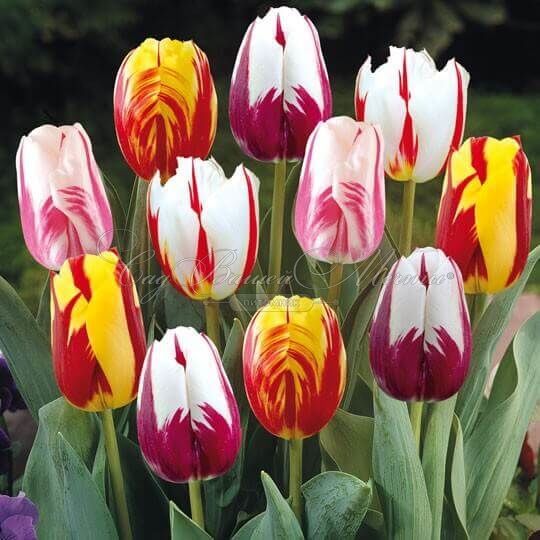 Тюльпан Сан Брейк (Tulipa Sun Break) — фото 2