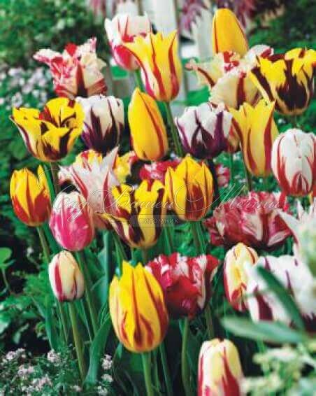 Тюльпан Сан Брейк (Tulipa Sun Break) — фото 3