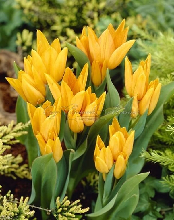 Тюльпан Санбас (Tulipa Sunbath) — фото 2