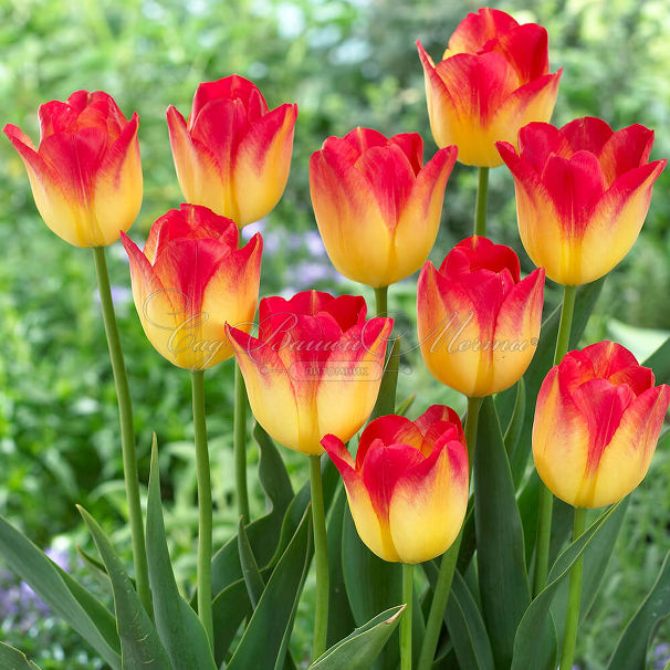 Тюльпан Санкэтчер (Tulipa Suncatcher) — фото 2
