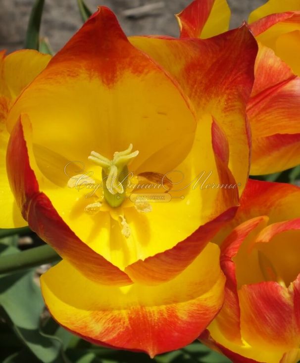Тюльпан Санкэтчер (Tulipa Suncatcher) — фото 3