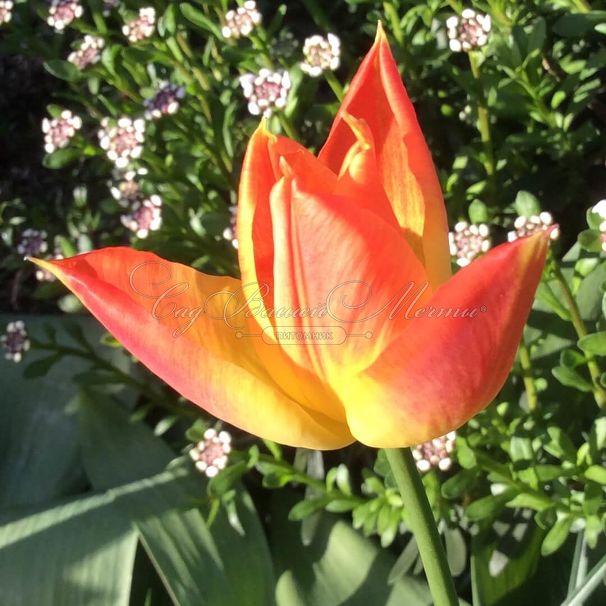 Тюльпан Санкэтчер (Tulipa Suncatcher) — фото 4