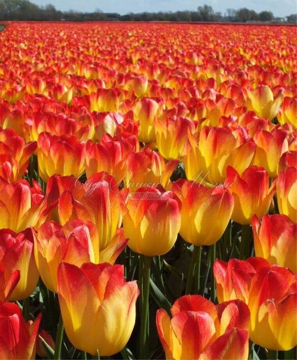 Тюльпан Санкэтчер (Tulipa Suncatcher) — фото 5