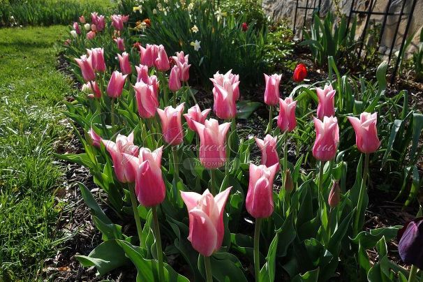 Тюльпан Санне (Tulipa Sanne) — фото 2