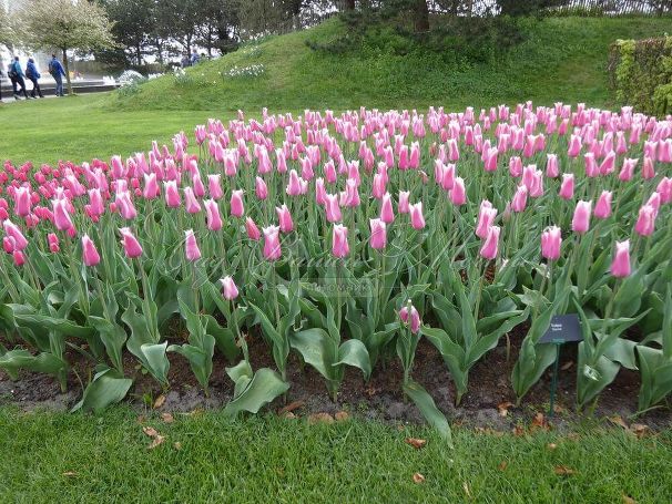Тюльпан Санне (Tulipa Sanne) — фото 3