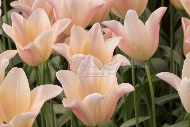 Тюльпан Санне (Tulipa Sanne) — фото 4