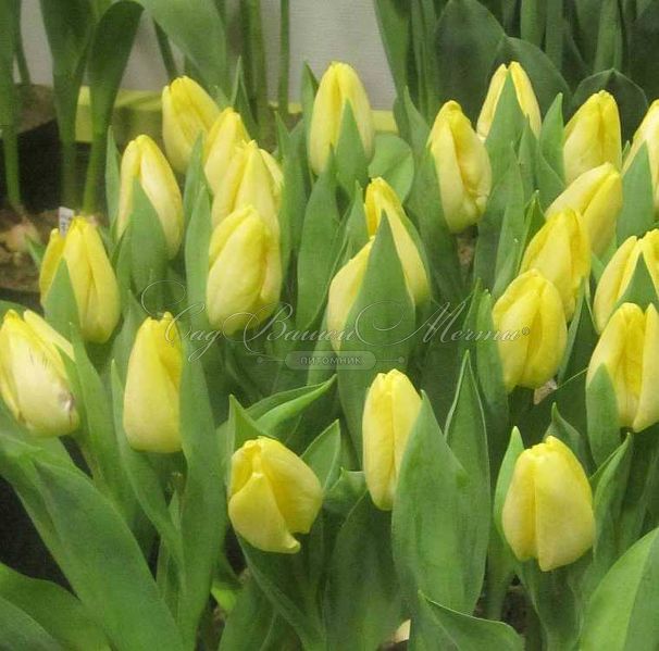 Тюльпан Санни Принс (Tulipa Sunny Prince) — фото 2