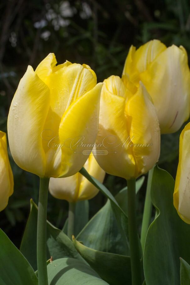 Тюльпан Санни Принс (Tulipa Sunny Prince) — фото 3