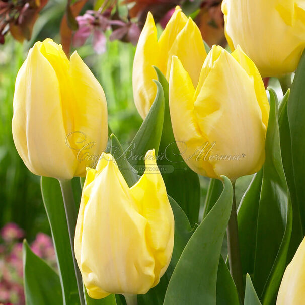 Тюльпан Санни Принс (Tulipa Sunny Prince) — фото 4