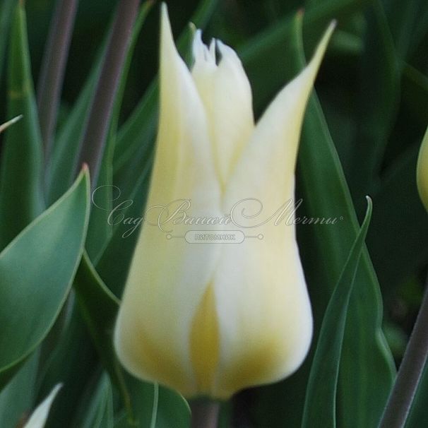 Тюльпан Саппоро (Tulipa Sapporo) — фото 2