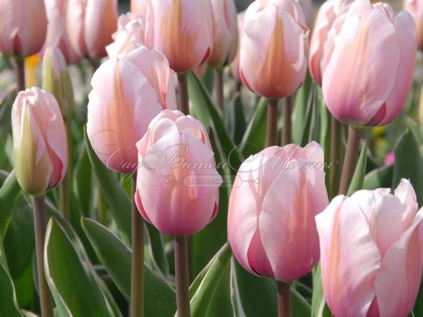 Тюльпан Свит Импрэшн (Tulipa Sweet Impression) — фото 2