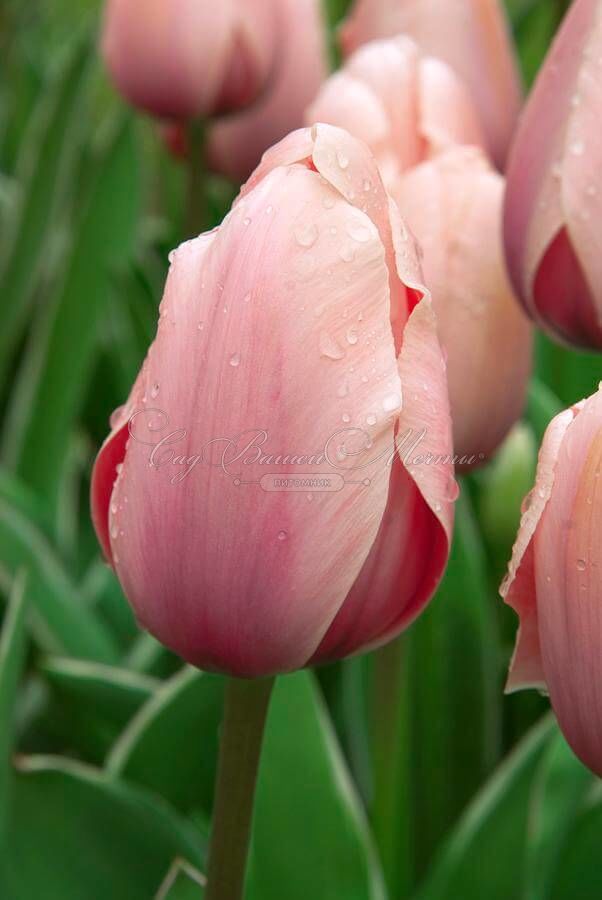 Тюльпан Свит Импрэшн (Tulipa Sweet Impression) — фото 3