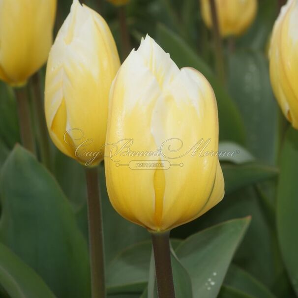 Тюльпан Свитхарт (Tulipa Sweetheart) — фото 2