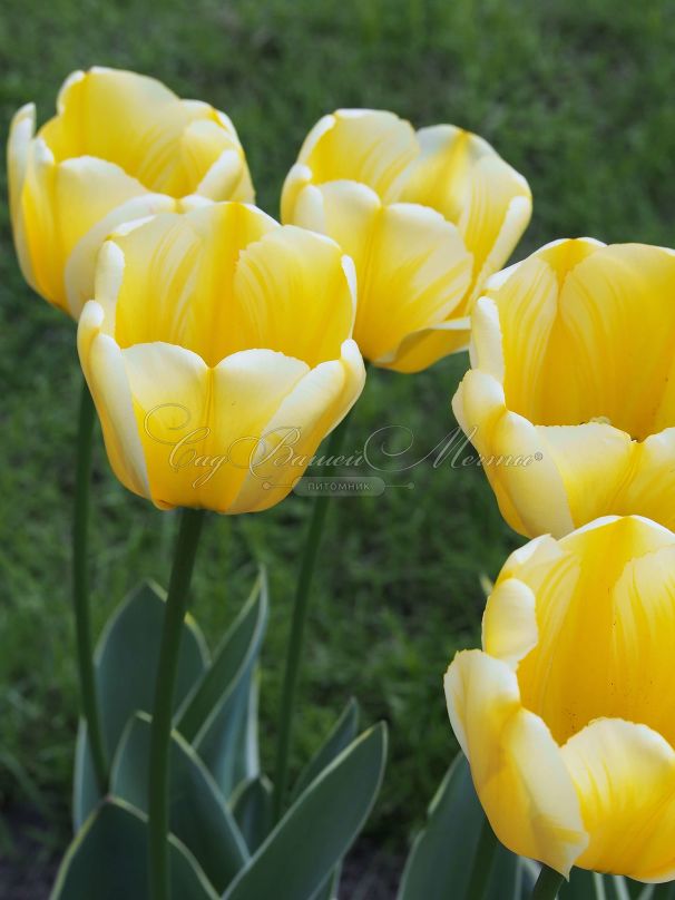 Тюльпан Свитхарт (Tulipa Sweetheart) — фото 3