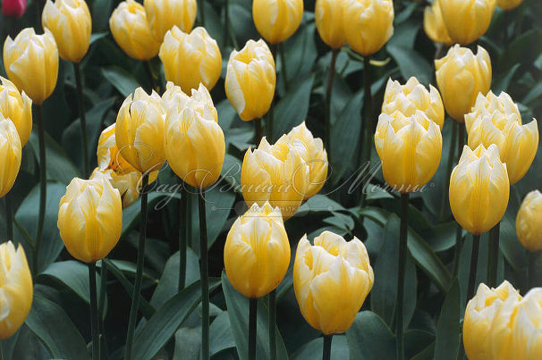 Тюльпан Свитхарт (Tulipa Sweetheart) — фото 4