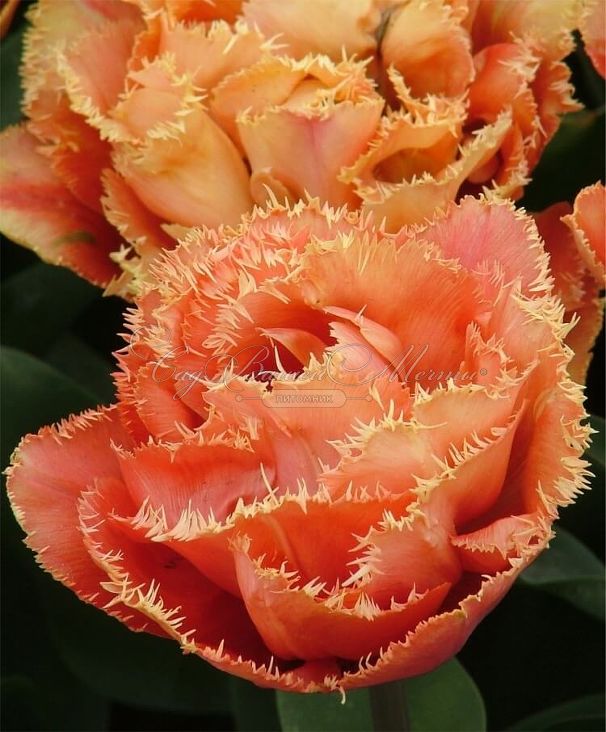 Тюльпан Сенсуал Тач (Tulipa Sensual Touch) — фото 2