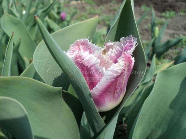 Тюльпан Сиеста (Tulipa Siesta) — фото 2