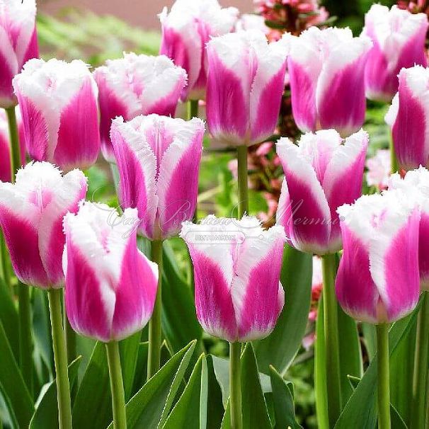 Тюльпан Сиеста (Tulipa Siesta) — фото 4