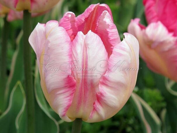 Тюльпан Силвер Пэррот (Tulipa Silver Parrot) — фото 2