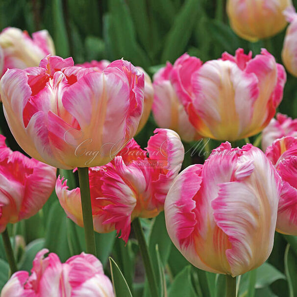 Тюльпан Силвер Пэррот (Tulipa Silver Parrot) — фото 3