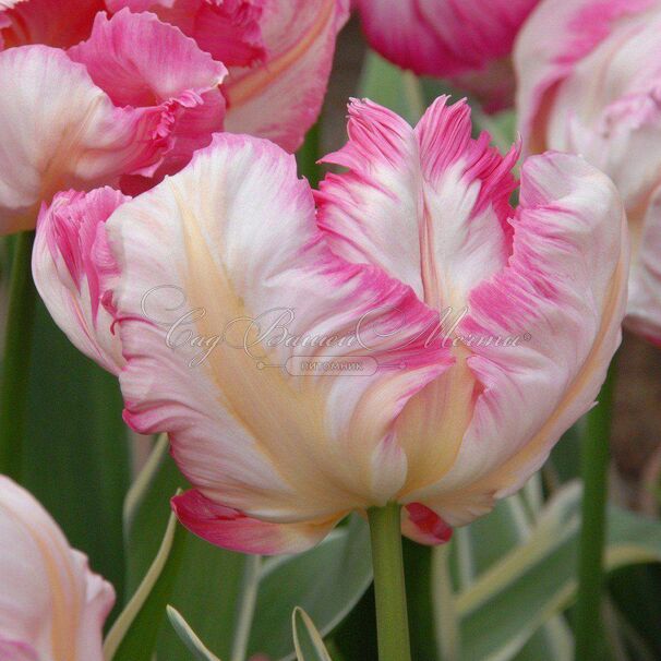 Тюльпан Силвер Пэррот (Tulipa Silver Parrot) — фото 8