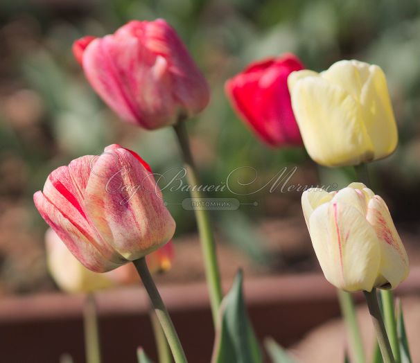 Тюльпан Силверстрим (Tulipa Silverstream) — фото 3