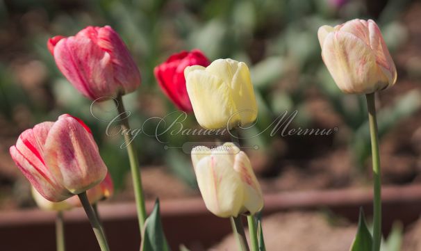 Тюльпан Силверстрим (Tulipa Silverstream) — фото 4