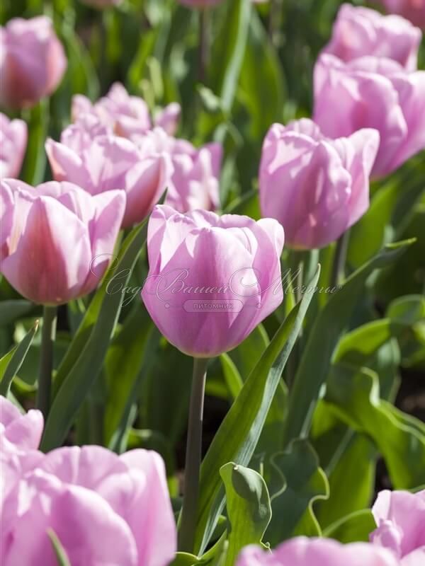Тюльпан Синаеда Амор (Tulipa Synaeda Amor) — фото 2
