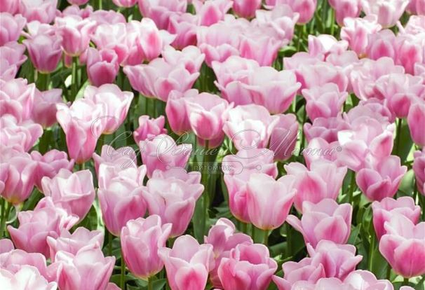 Тюльпан Синаеда Амор (Tulipa Synaeda Amor) — фото 3