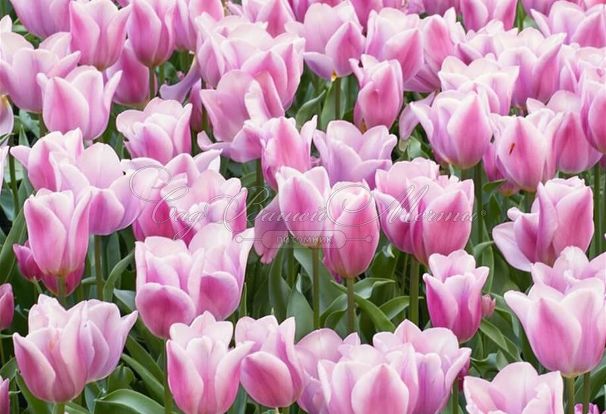 Тюльпан Синаеда Амор (Tulipa Synaeda Amor) — фото 4